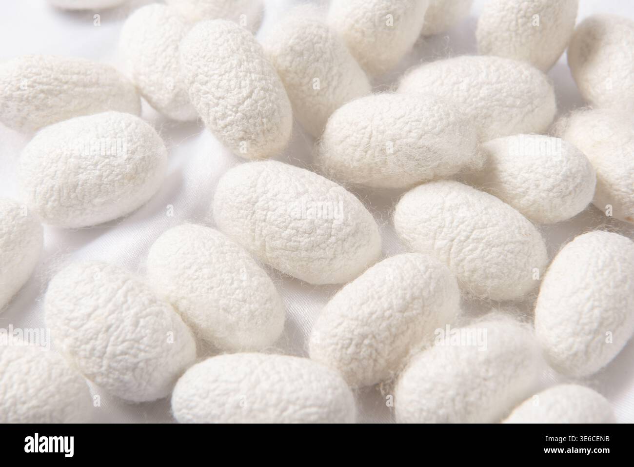 Cocons de soie crue sur fond blanc représentant une matière naturelle pour la production textile Banque D'Images