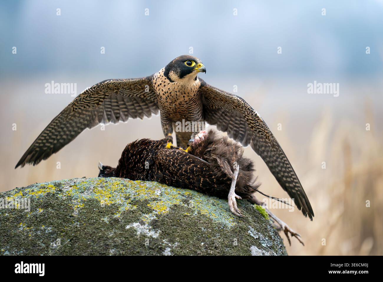 Faucon pèlerin avec proie sur le rocher dans l'habitat naturel Banque D'Images