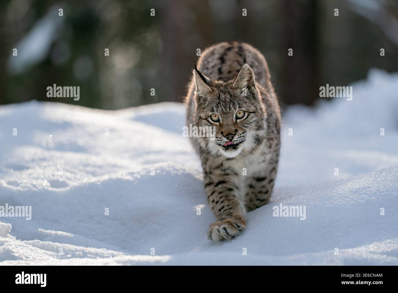 Wild Lynx marchant à travers le paysage enneigé dans le cadre de la forêt d'hiver Banque D'Images
