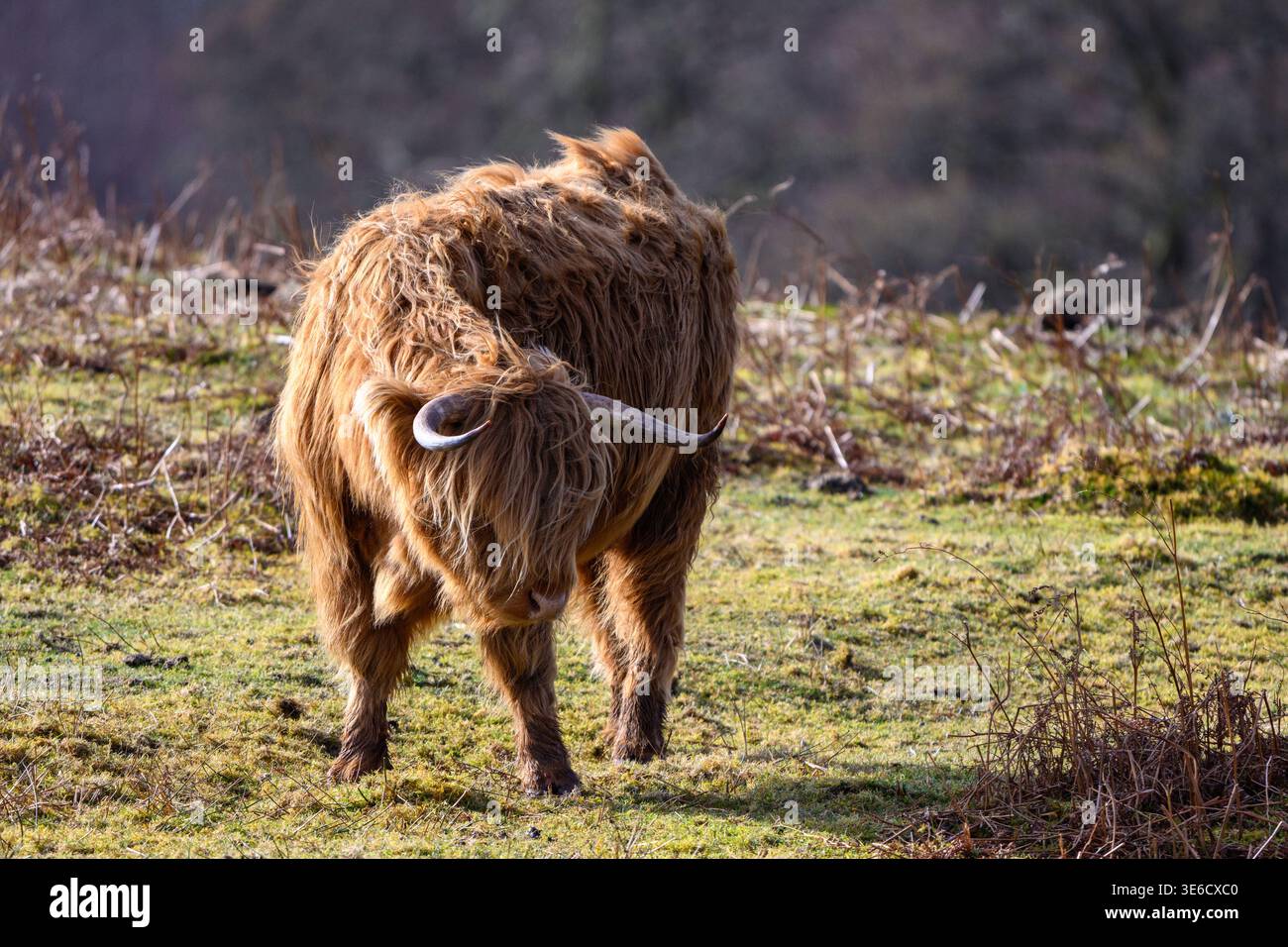 Belle vache Highland en Écosse Banque D'Images