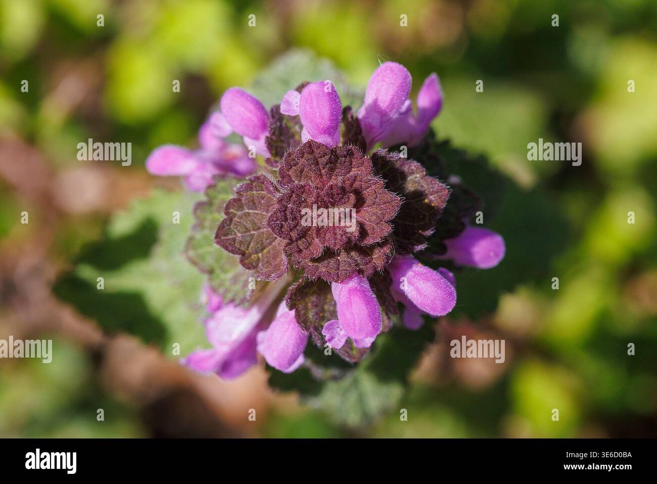 Fleurs de Lamium purpueum, connues sous le nom d'ortie morte rouge, d'ortie morte pourpre ou d'archange pourpre Banque D'Images