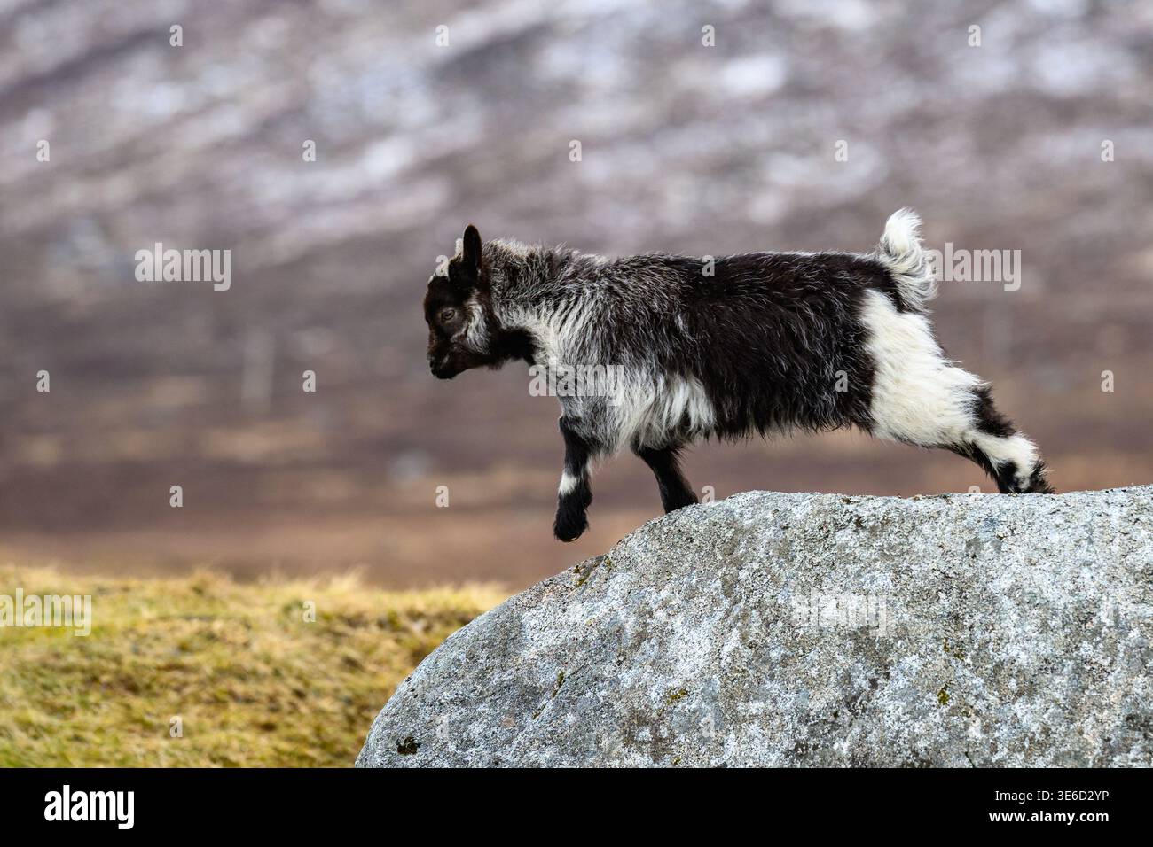 Chèvre sauvage sur les Maures écossaises Banque D'Images