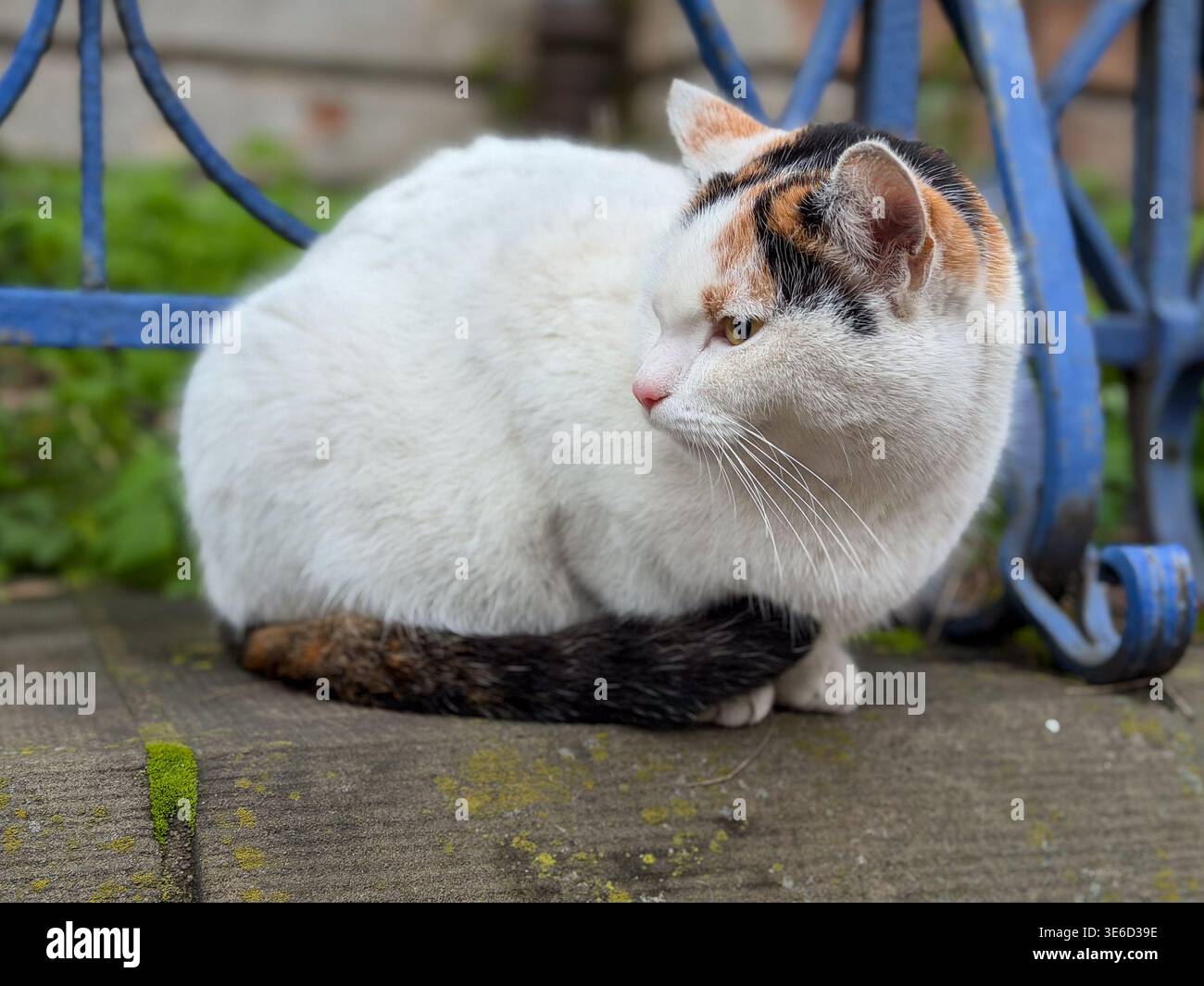 Chat Calico avec la fourrure blanche, orange, noire est assis calmement sur une surface de béton mousseline, incarnant la vie tranquille des animaux de compagnie en plein air et l'environnement naturel Banque D'Images