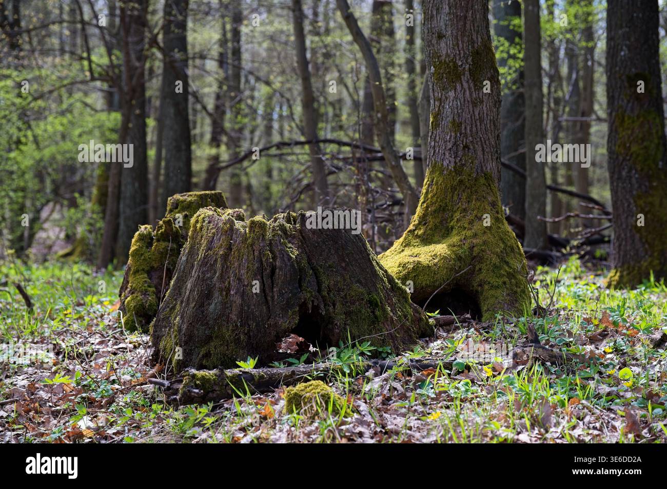 Gros plan naturel de souches d'arbres couvertes de mousse et de bois en pourriture sur le sol forestier verdoyant, symbolisant la décomposition et le renouveau printanier Banque D'Images