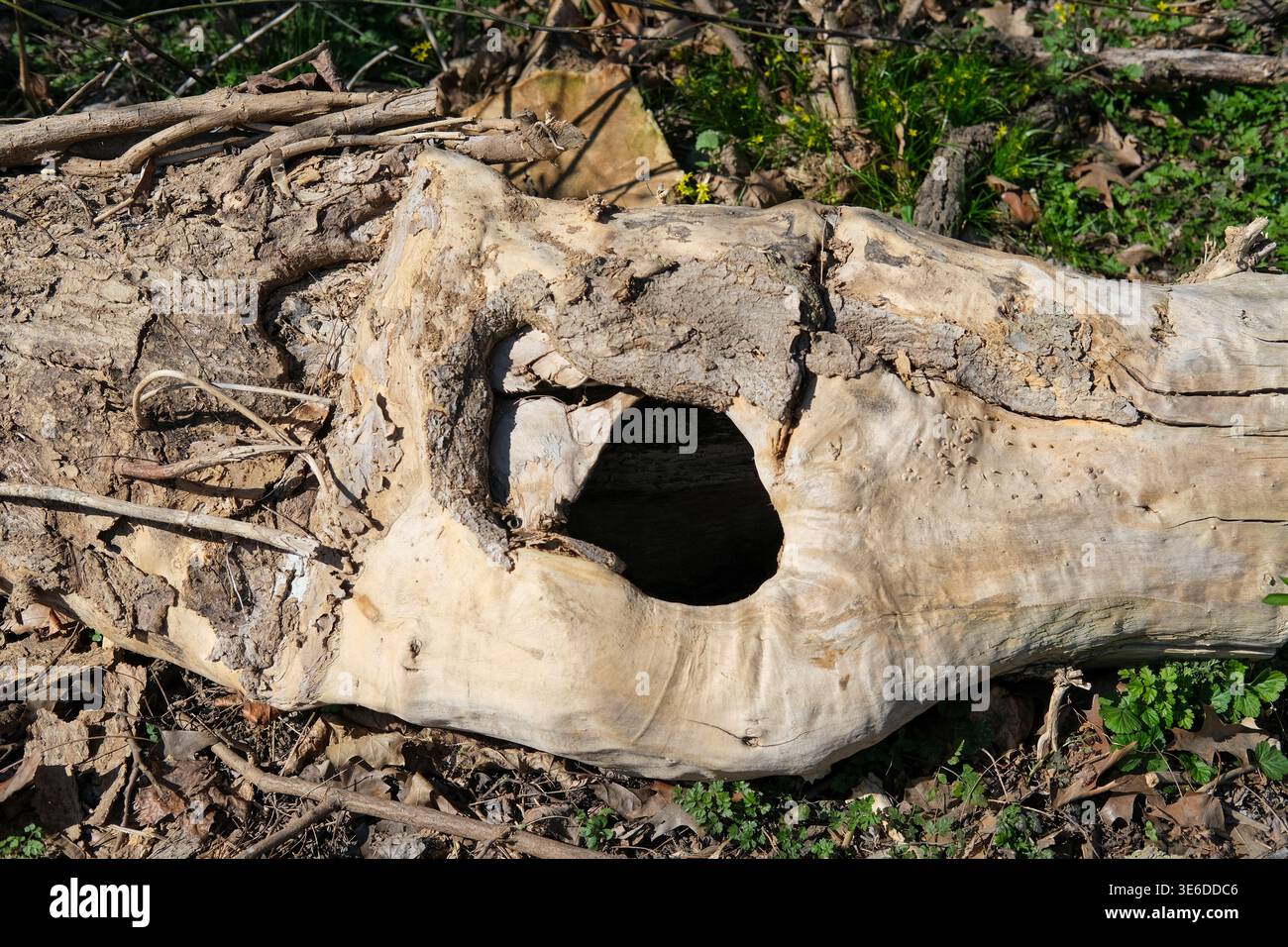 Le tronc d'arbre creux avec une grande cavité naturelle se trouve sur le sol de la forêt parmi les feuilles et les branches sèches Banque D'Images