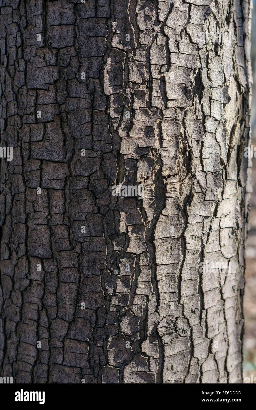 L'écorce d'arbre avec des fissures profondes et une texture rugueuse est montrée en gros plan sur un tronc d'arbre vertical Banque D'Images