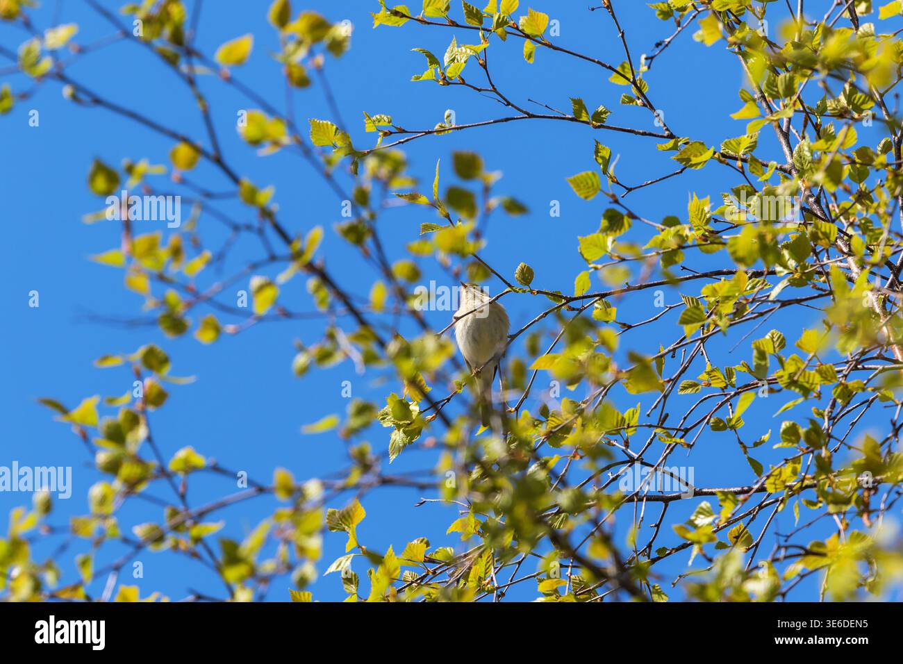 Saule sur une branche dans la verdure printanière Banque D'Images
