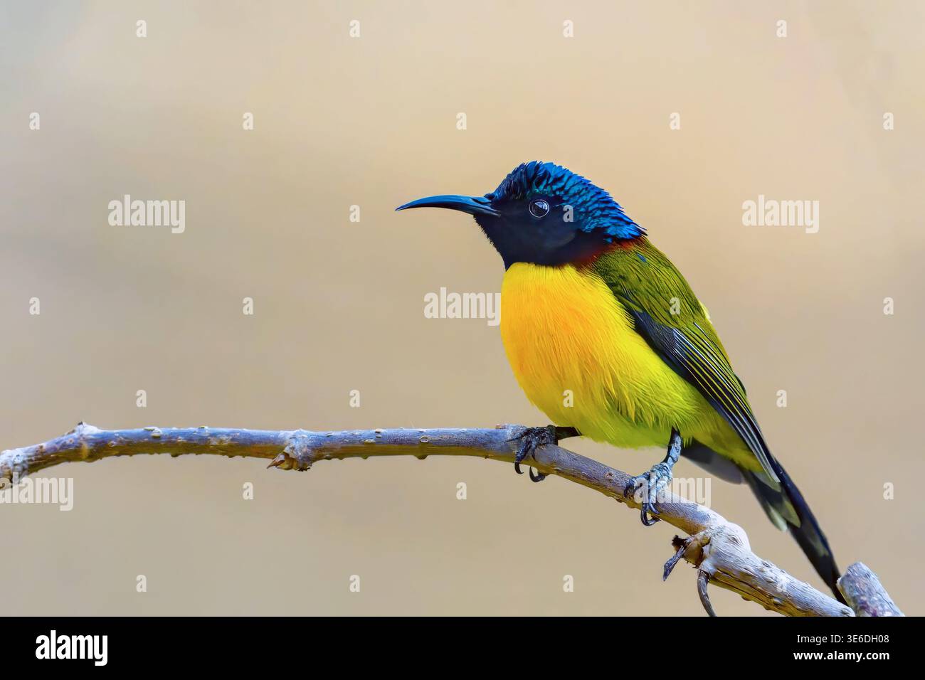 sunbird à queue verte (Aethopyga nipalensis, mâle) de Pangot, Uttharakhand, nord de l'Inde. Banque D'Images
