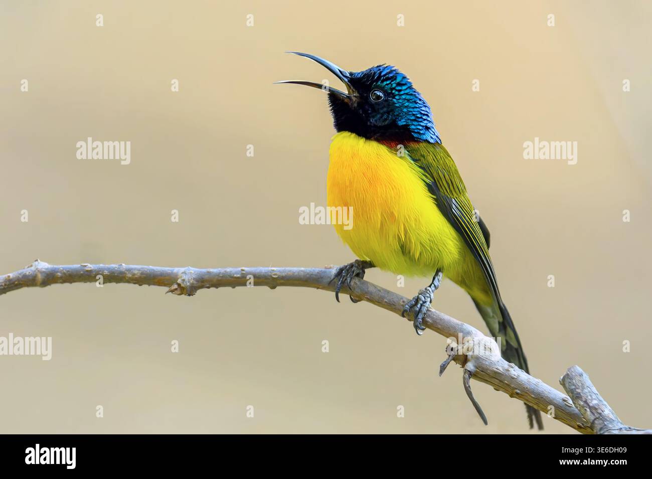 sunbird à queue verte (Aethopyga nipalensis, mâle) appelant. Photo de Pangot, Uttharakhand, nord de l'Inde. Banque D'Images