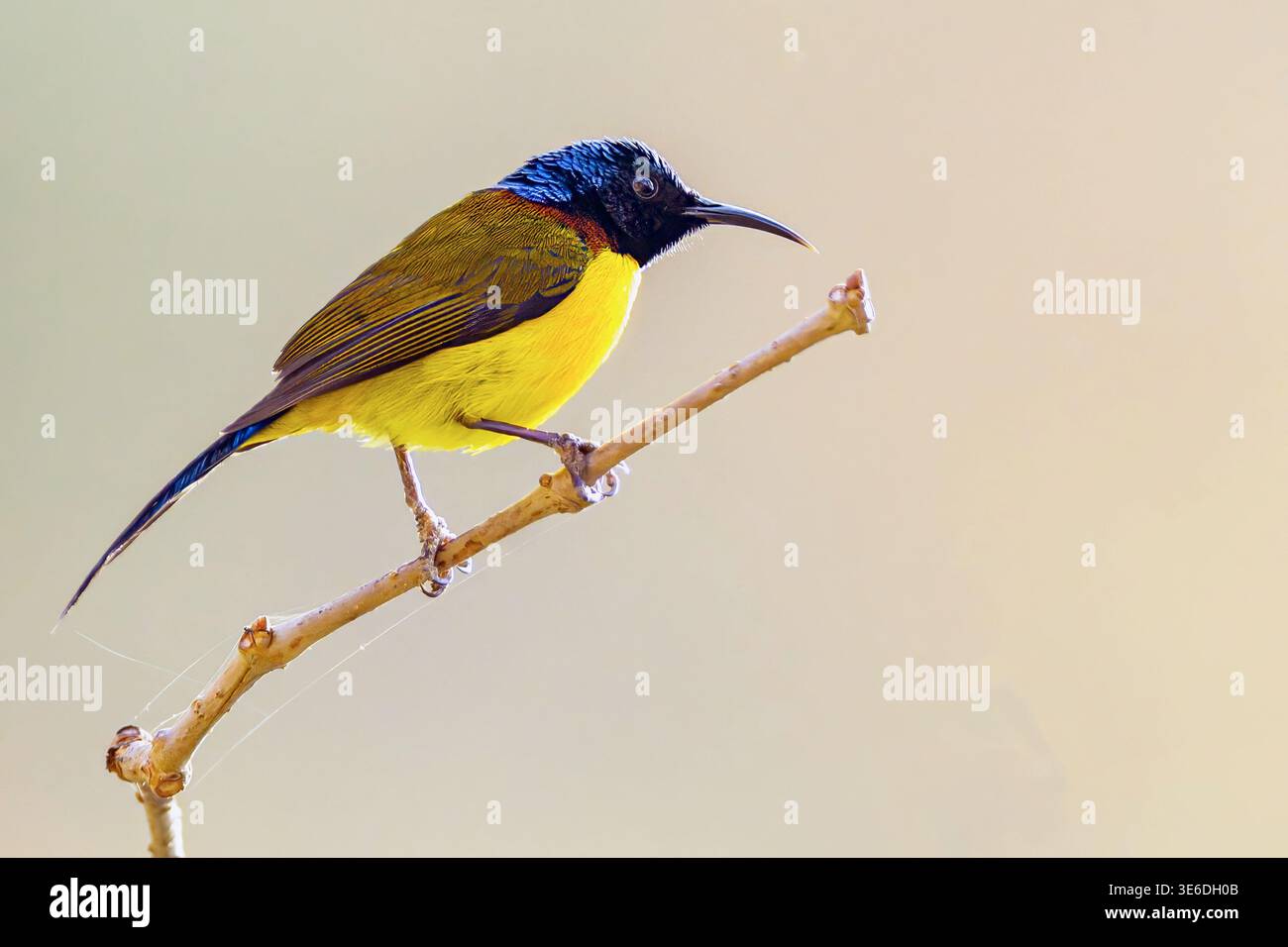 sunbird à queue verte (Aethopyga nipalensis, mâle) de Pangot, Uttharakhand, nord de l'Inde. Banque D'Images