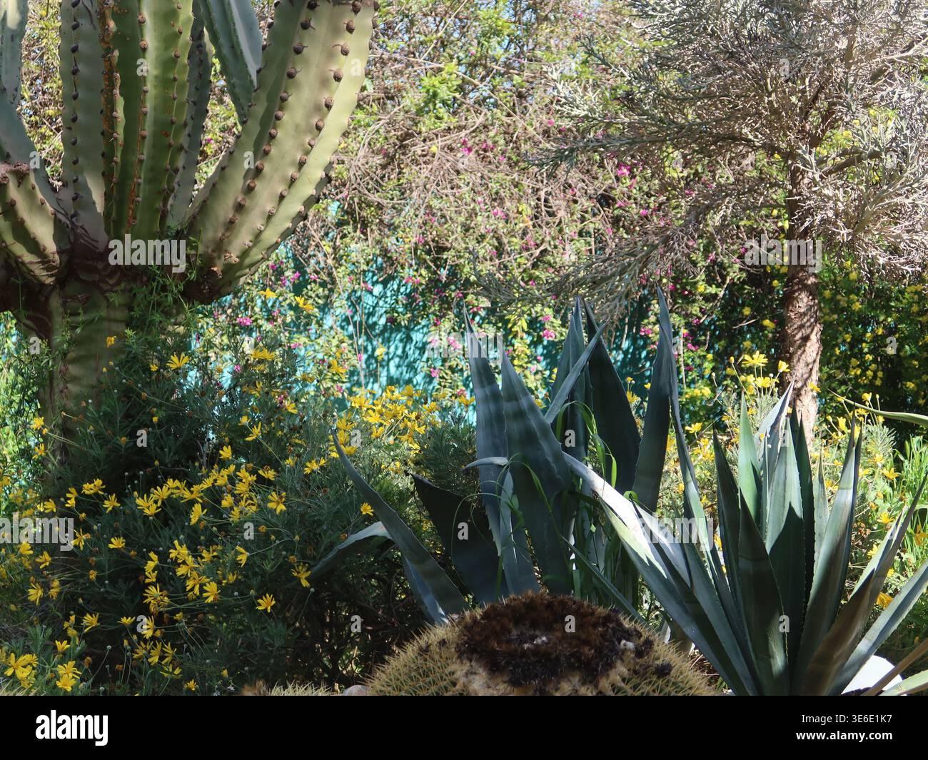 Grands jardins du monde : le jardin Anima près de Marrakech a de merveilleux spécimens botaniques, y compris le jardin de cactus avec son exposition de picots. Banque D'Images