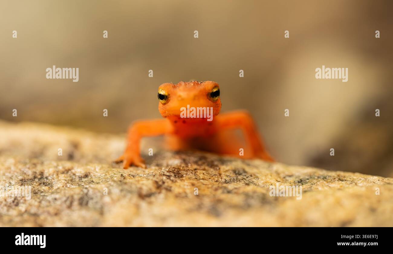 Focus étroit sur les yeux d'Un EFT rouge dans le parc national de Shenandoah Banque D'Images