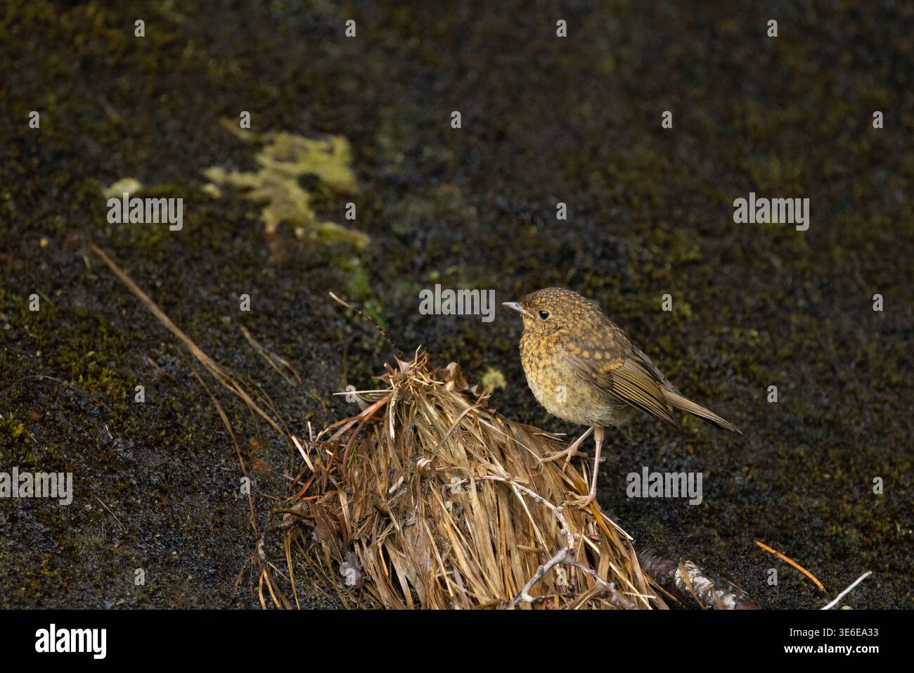 robin Erithacus rubecula européen, juvénile perché sur un banc mousselé, île de Rùm, Écosse, Royaume-Uni, juin Banque D'Images