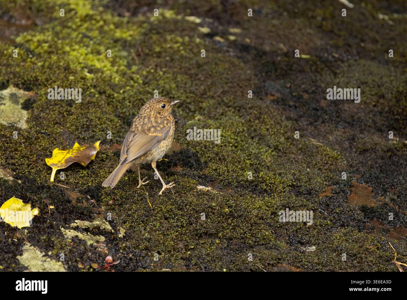 robin Erithacus rubecula européen, juvénile perché sur un banc mousselé, île de Rùm, Écosse, Royaume-Uni, juin Banque D'Images