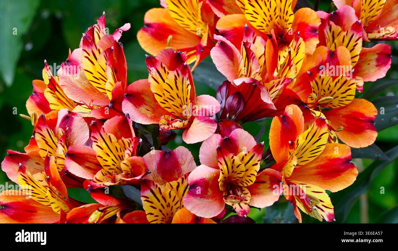 Gros plan de fleurs d'alstroemeria orange éclatantes avec des gouttes de rosée sur les pétales et des couleurs saisissantes et des motifs complexes Banque D'Images