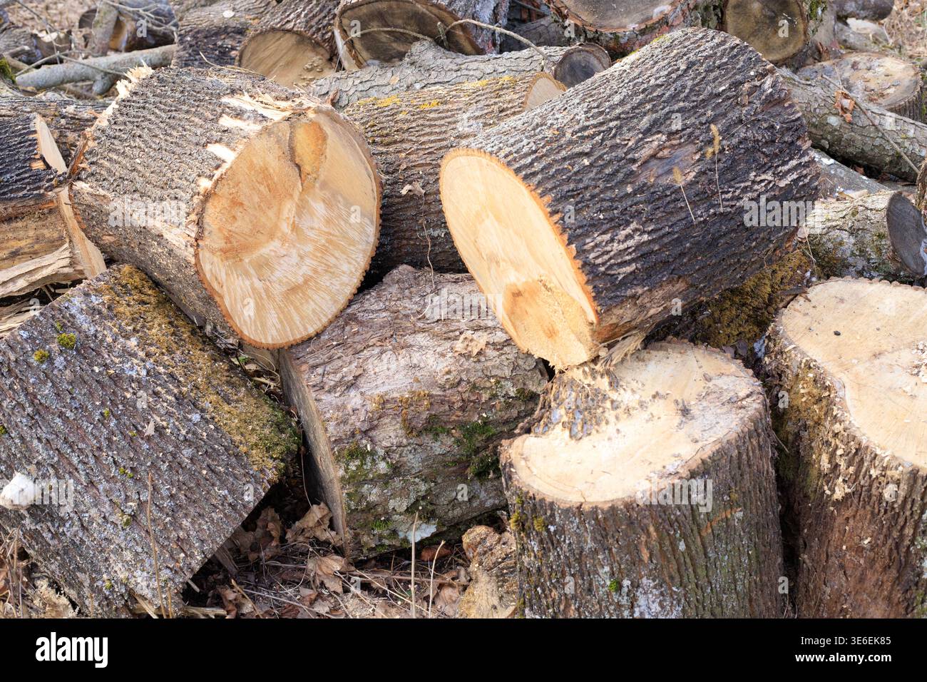 Bûches sciées couchées sur le sol. Gros plan de grumes de peuplier scié. Déforestation. Troncs d'arbres sur le sol Banque D'Images