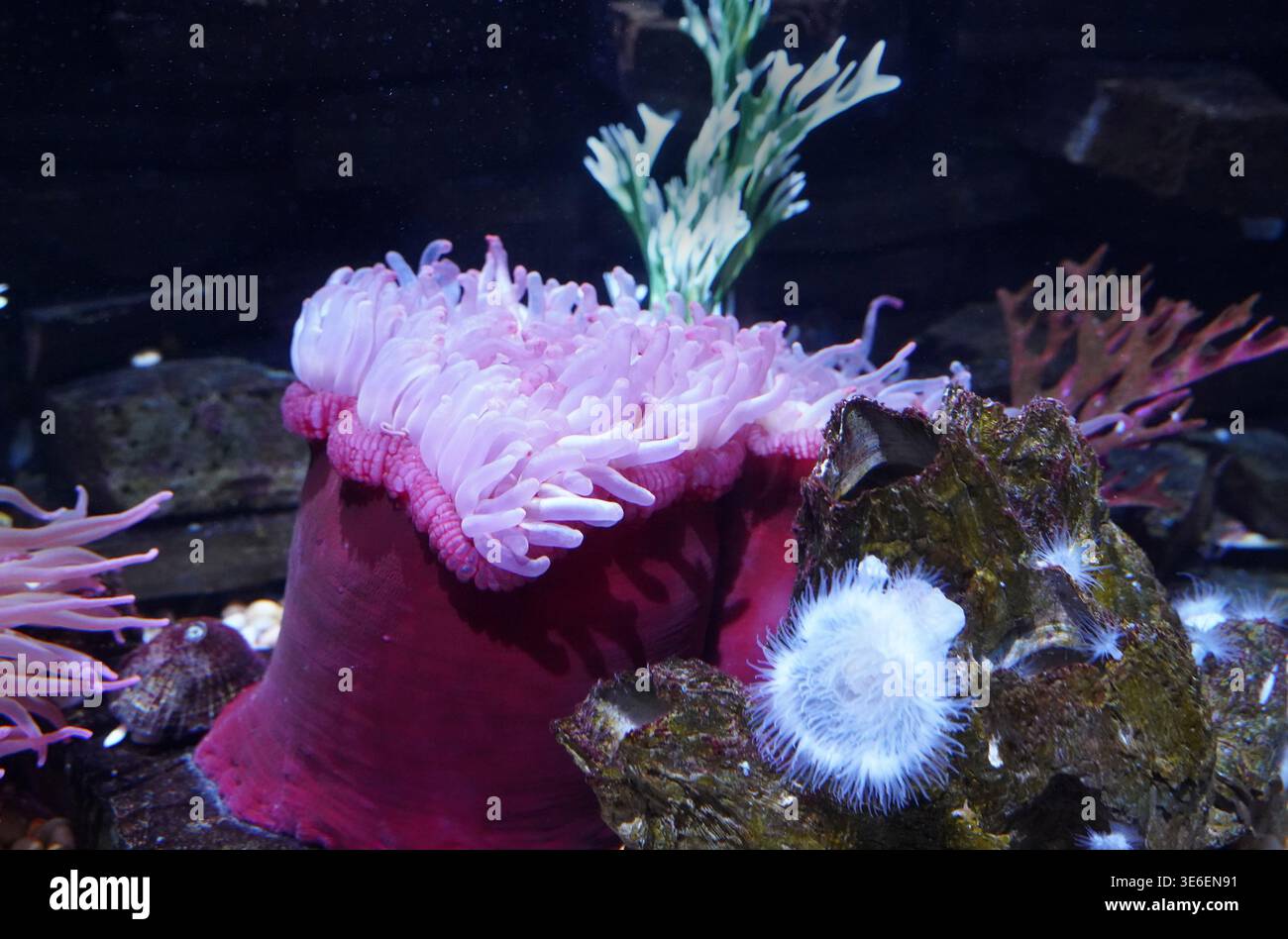 anémone de mer violette colorée, un animal qui ressemble à une fleur Banque D'Images