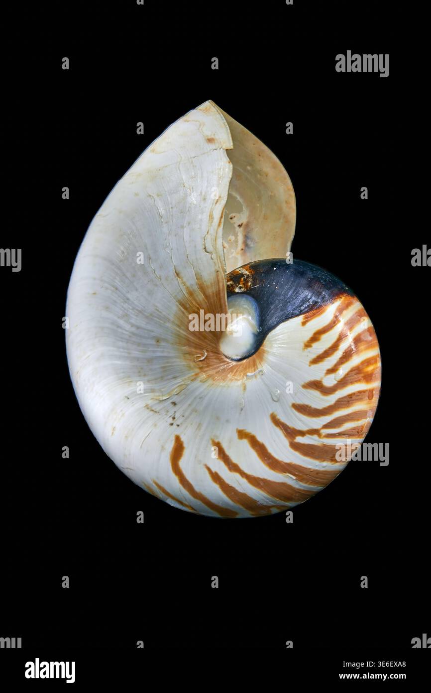 Empereur Nautilus Shell (Nautilus Pompilius) - coquillage.sur fond noir. Banque D'Images