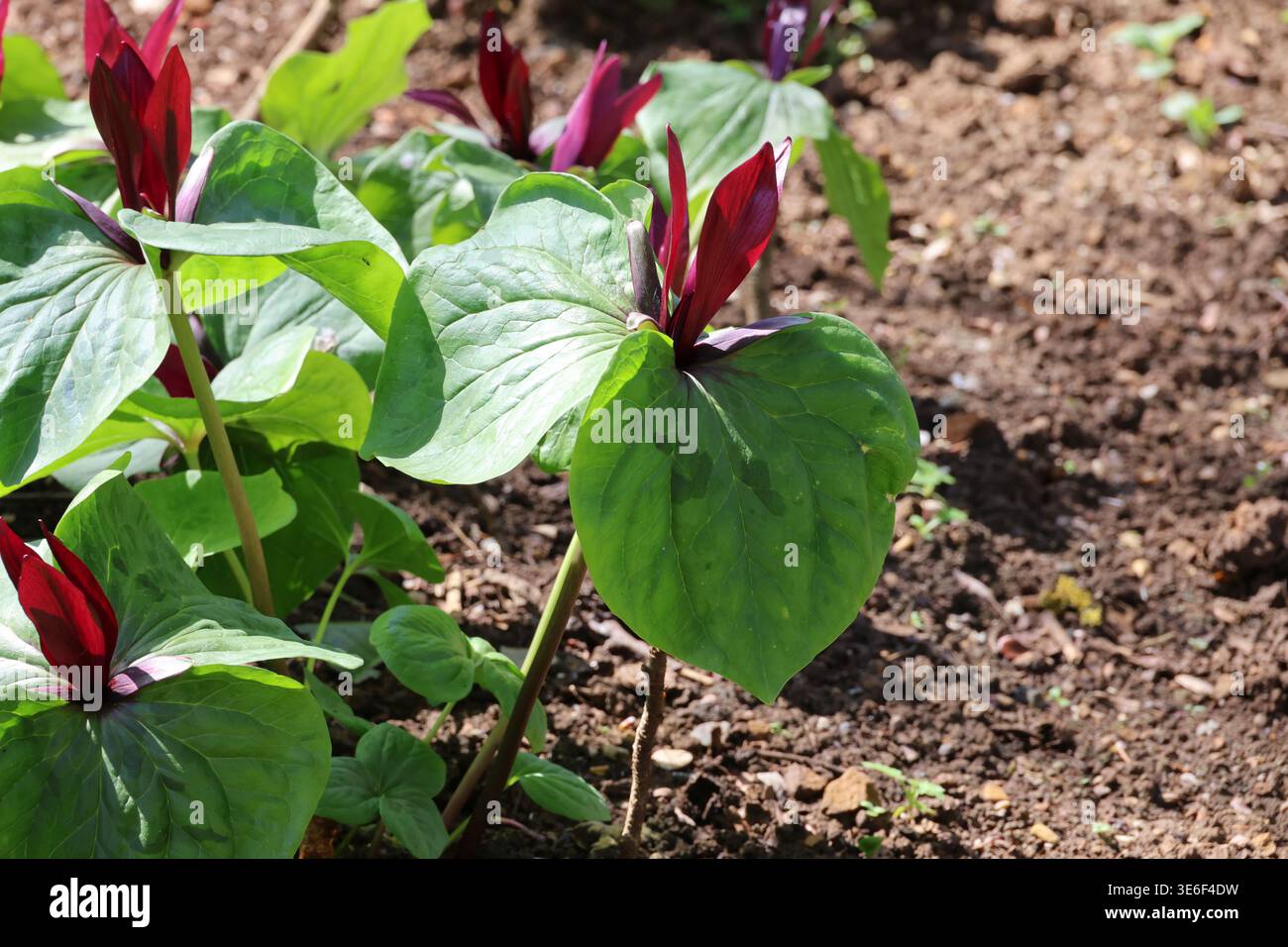 Trillium cuneatum. Gros plan de la petite plante douce Betsy avec des feuilles distinctes et des fleurs violettes marron foncé sur le sol boisé. Banque D'Images