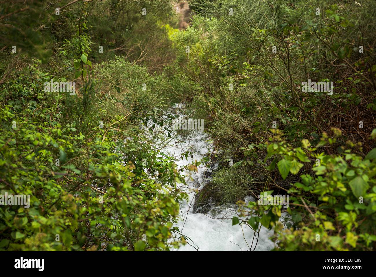 L'eau vive se précipite à travers des arbustes emmêlés dans un ravin humide sur Madère. La lumière du jour douce et un point de vue bas encadrent l'eau mousseuse entre les ronces et laure Banque D'Images