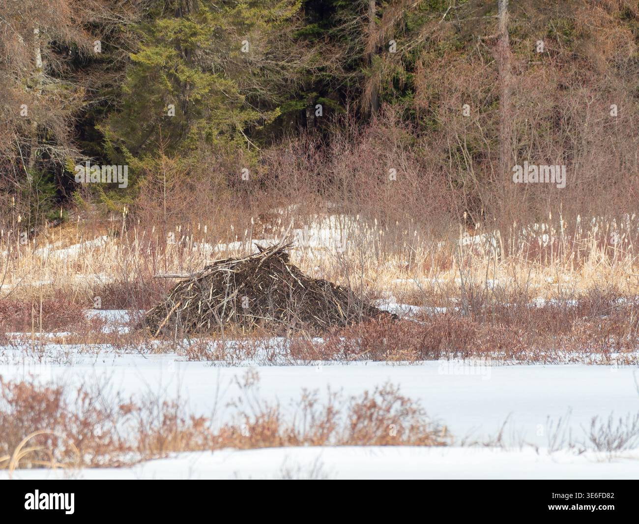 Les castors se logent dans un milieu humide gelé, au début du printemps, lorsque la glace commence à fondre. Québec, Canada Banque D'Images