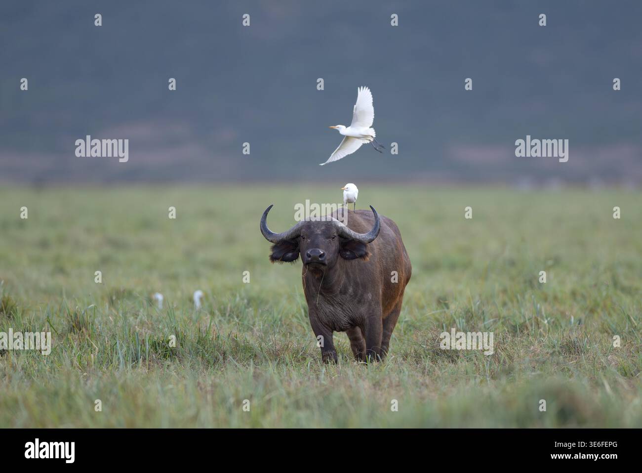 Un Buffalo du Cap africain (Syncerus caffer) avec une aigrette de bétail (Bubulcus ibis) prenant son envol au-dessus de sa tête, zone de conservation de Ndutu, Tanzanie. Banque D'Images