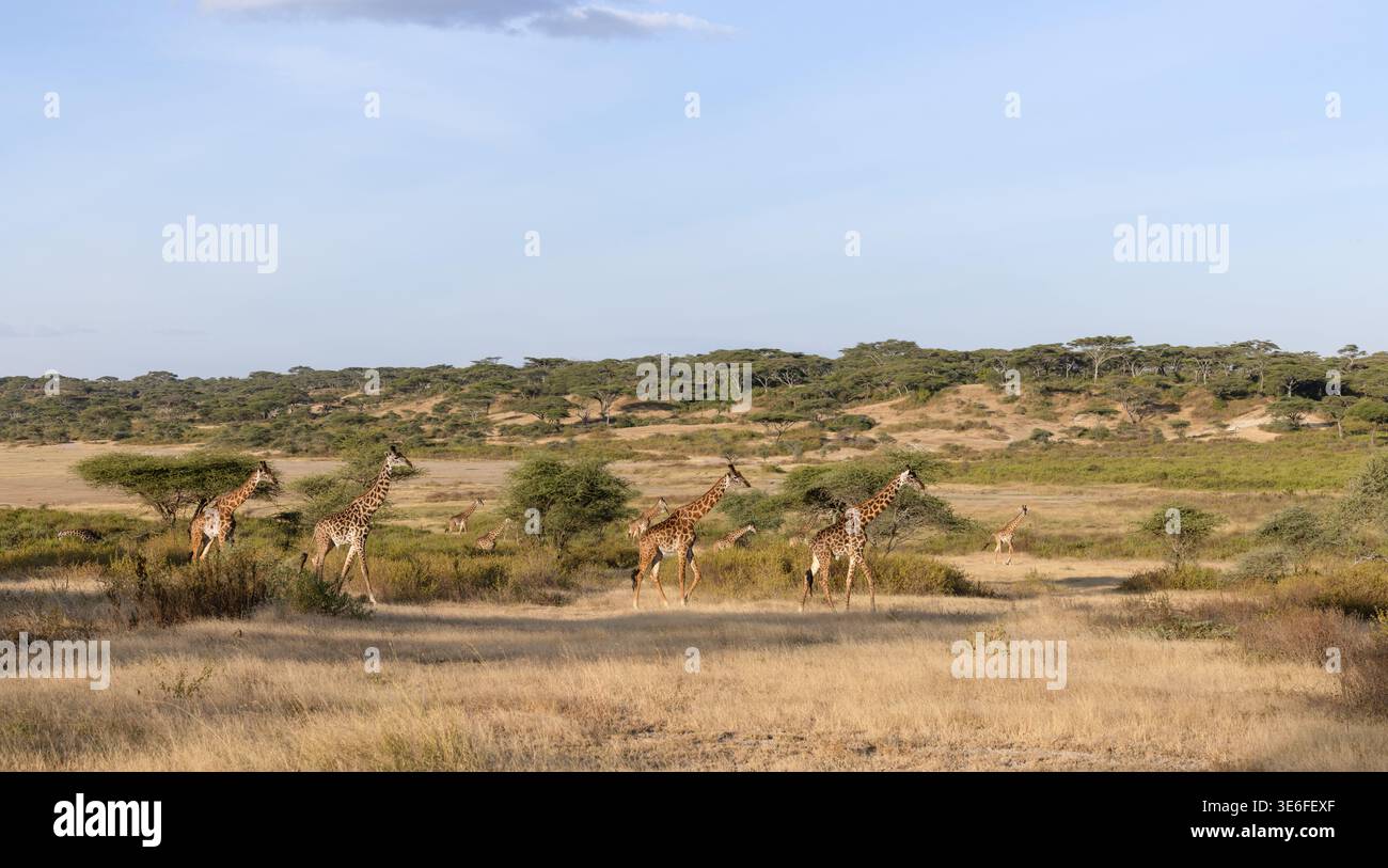 Une tour de girafes Masai (Giraffa tippelskirchi) marchant à travers les vastes bois d'acacia de Ndutu, Tanzanie. Banque D'Images