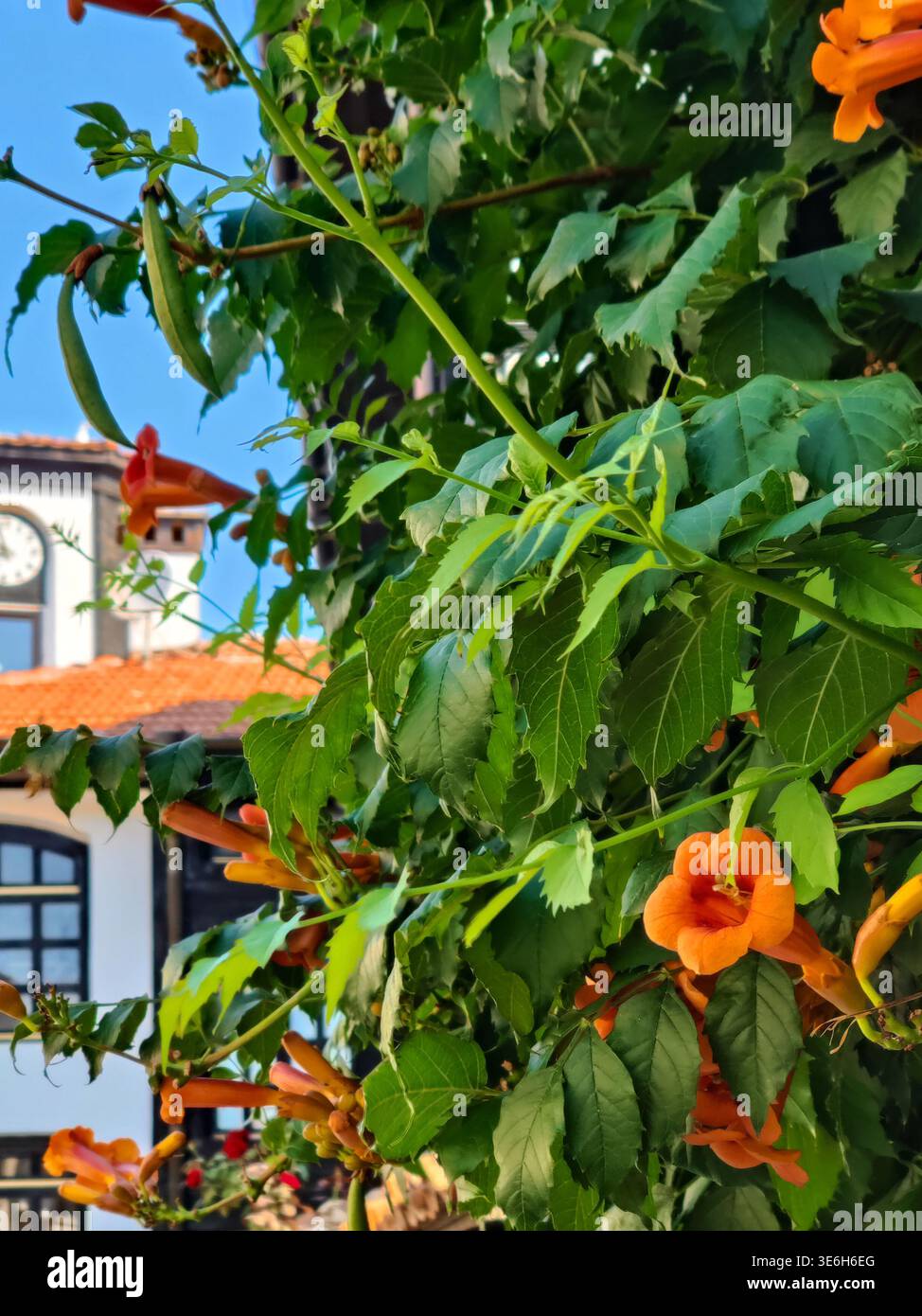 La liane boisée Campsis à croissance rapide avec des fleurs oranges décore la rue de la vieille ville. Gros plan. Mise au point sélective Banque D'Images