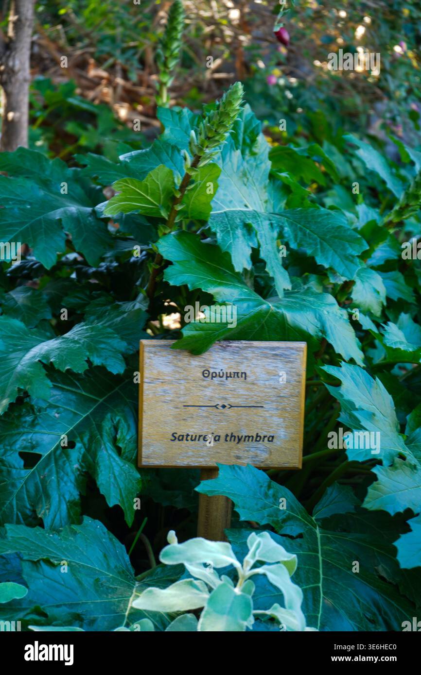 Panneau d'identification botanique en bois pour l'herbe 'Satureja thymbra' (Thrymbi) dans le parc Georgiadis, Héraklion, entouré de feuilles vertes ressemblant à un Acanthus Banque D'Images