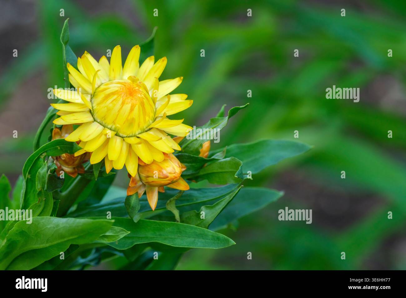 Xerochrysum bracteatum jaune citron, fraise jaune citron, doré jaune citron persistant, feuilles et têtes de fleurs en forme de lance en jaune, Banque D'Images