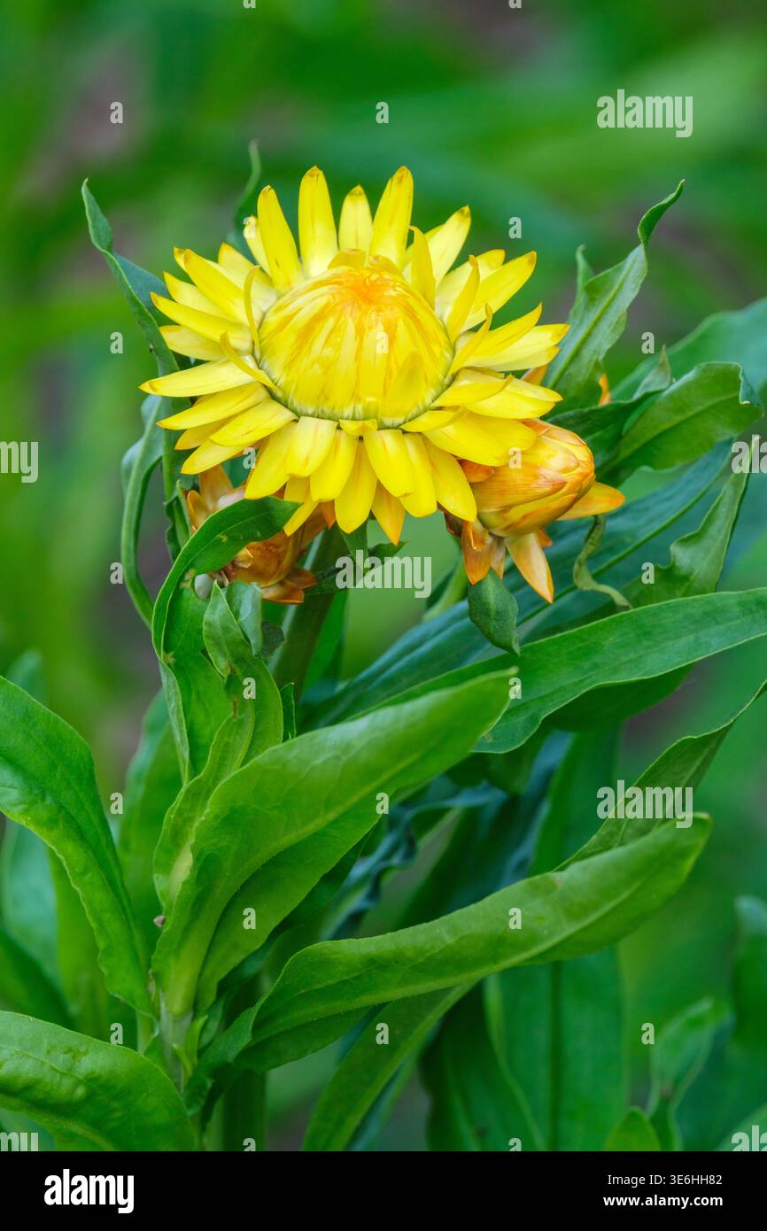 Xerochrysum bracteatum jaune citron, fraise jaune citron, doré jaune citron persistant, feuilles et têtes de fleurs en forme de lance en jaune, Banque D'Images