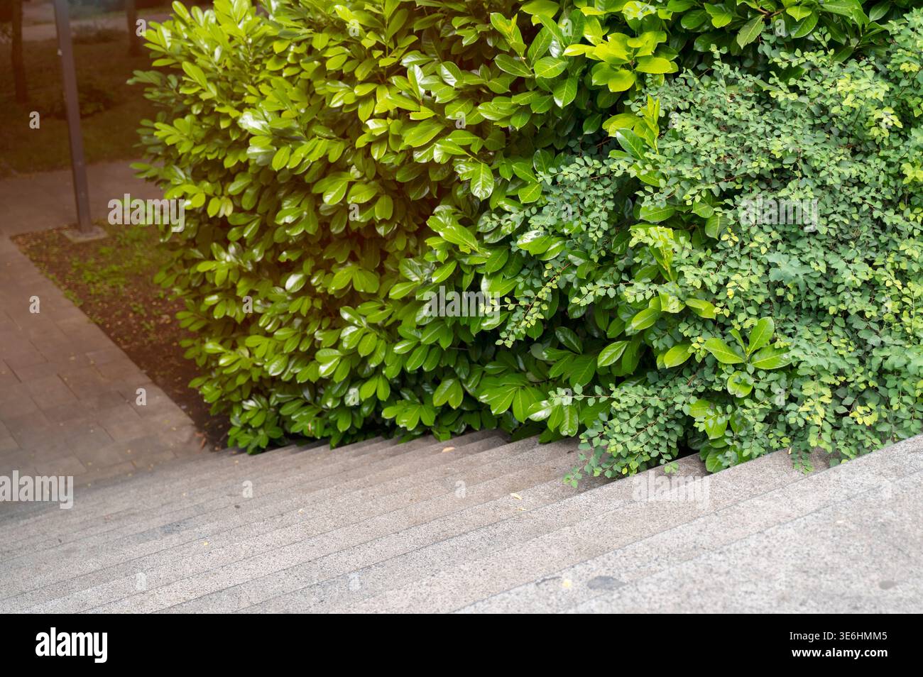 Escalier extérieur en pierre dans une zone publique moderne. Verdure naturelle. Concept d'accessibilité, d'urbanisme et de beauté architecturale. Banque D'Images