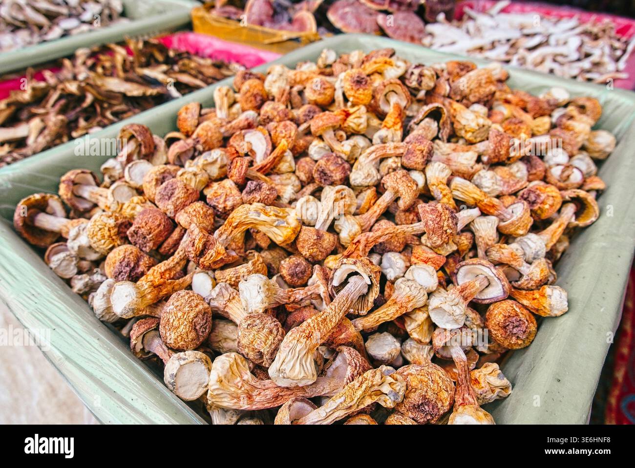 Séché Ji Song Rong (Agaricus blazei) ou champignons brésiliens à vendre à Baishacun, Yunnan, Chine. Ces champignons sont prisés dans la MTC chinoise traditionnelle. Banque D'Images