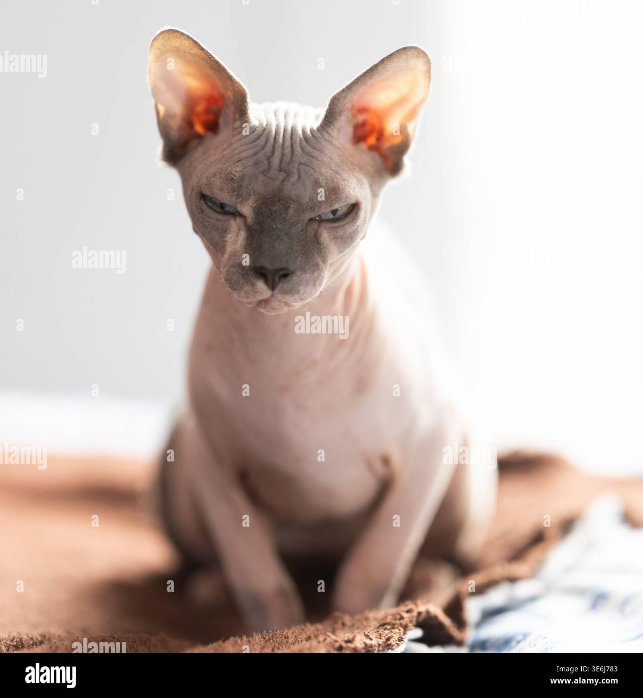 Animal, chat et concept de sphinx - chat de sphinx chauve sur une couverture souple Banque D'Images