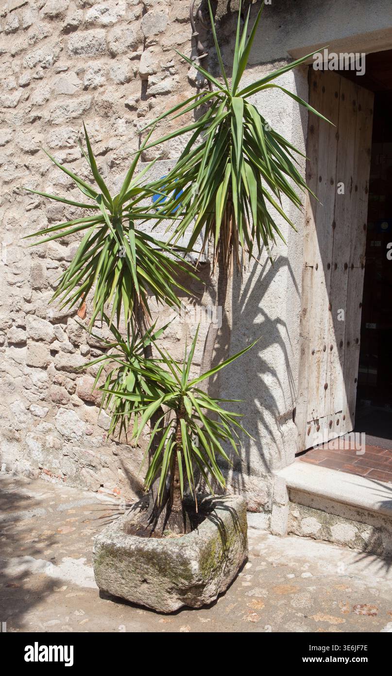 Yucca décoratif planté dans un récipient en granit sculpté. Le conteneur est probablement originaire d'un abreuvoir à bétail Banque D'Images