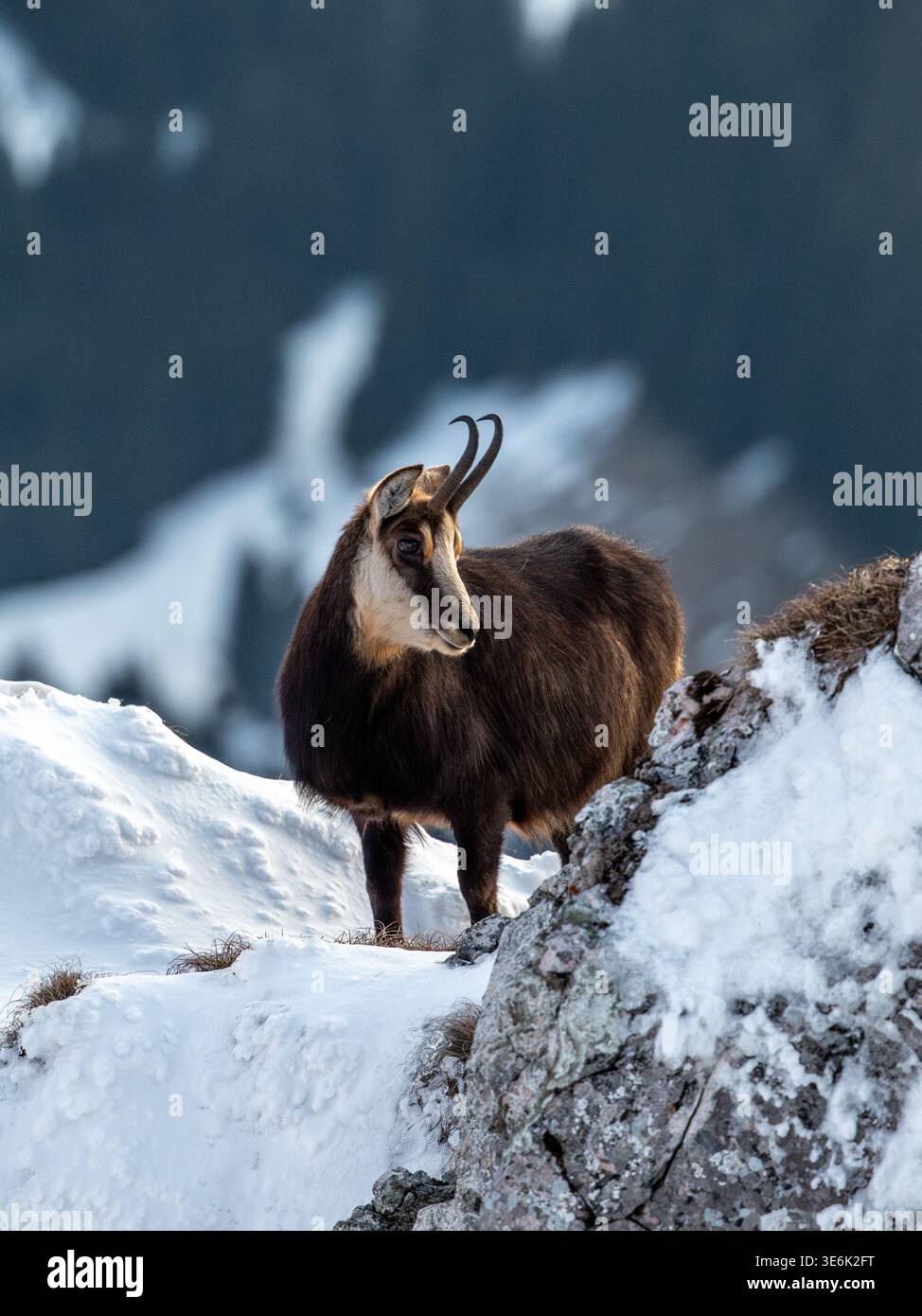 Portrait d'un chamois dans les montagnes Banque D'Images