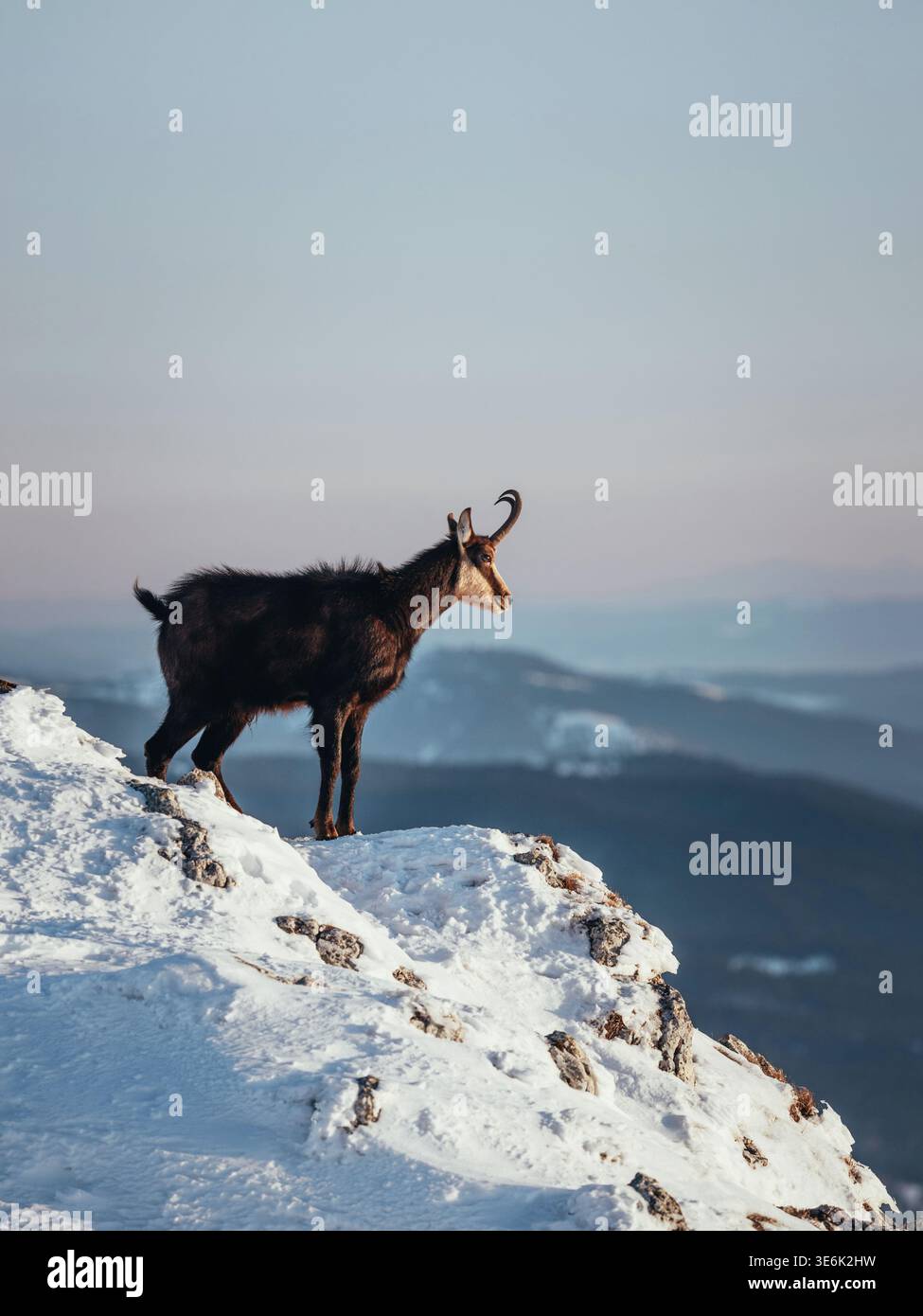 Chamois alpin debout sur la crête de montagne enneigée au coucher du soleil Banque D'Images