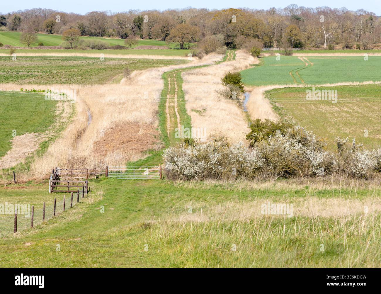 La route préhistorique de Thrift Earthwork Causeway menant de Burrow Hill, Butley, Suffolk, Angleterre, Royaume-Uni Banque D'Images