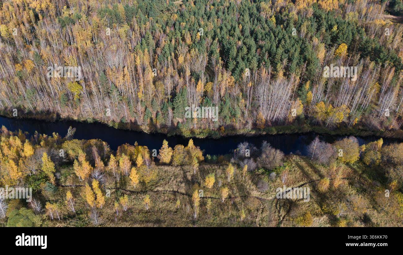 Drone vue sur l'étroite rivière serpentant à travers la forêt d'automne estonienne dorée Banque D'Images
