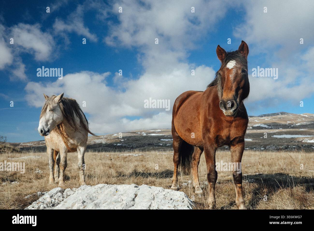 Une photo grand angle représentant un cheval de châtaignier avec une étoile blanche au premier plan, regardant directement la caméra. Banque D'Images