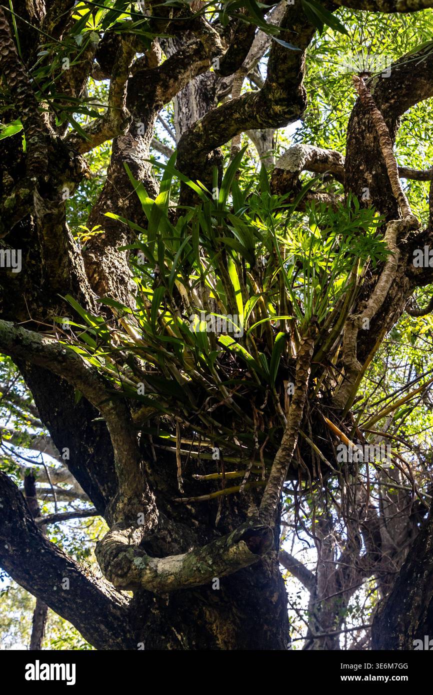 Orchidée sauvage poussant dans les branches des arbres indigènes de la forêt dans le conservatoire de la nature Phophonyane à Eswatini. Banque D'Images