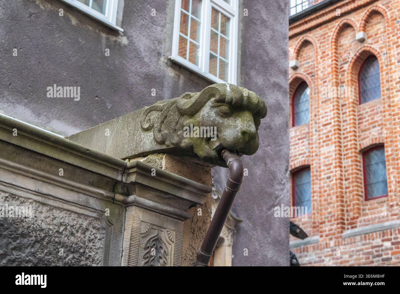 Gdansk, Pologne - 2 mai 2025 : la rue Mariacka. Détail architectural représentant une gargouille à tête de lion avec un tuyau d'évacuation s'étendant de sa bouche Banque D'Images