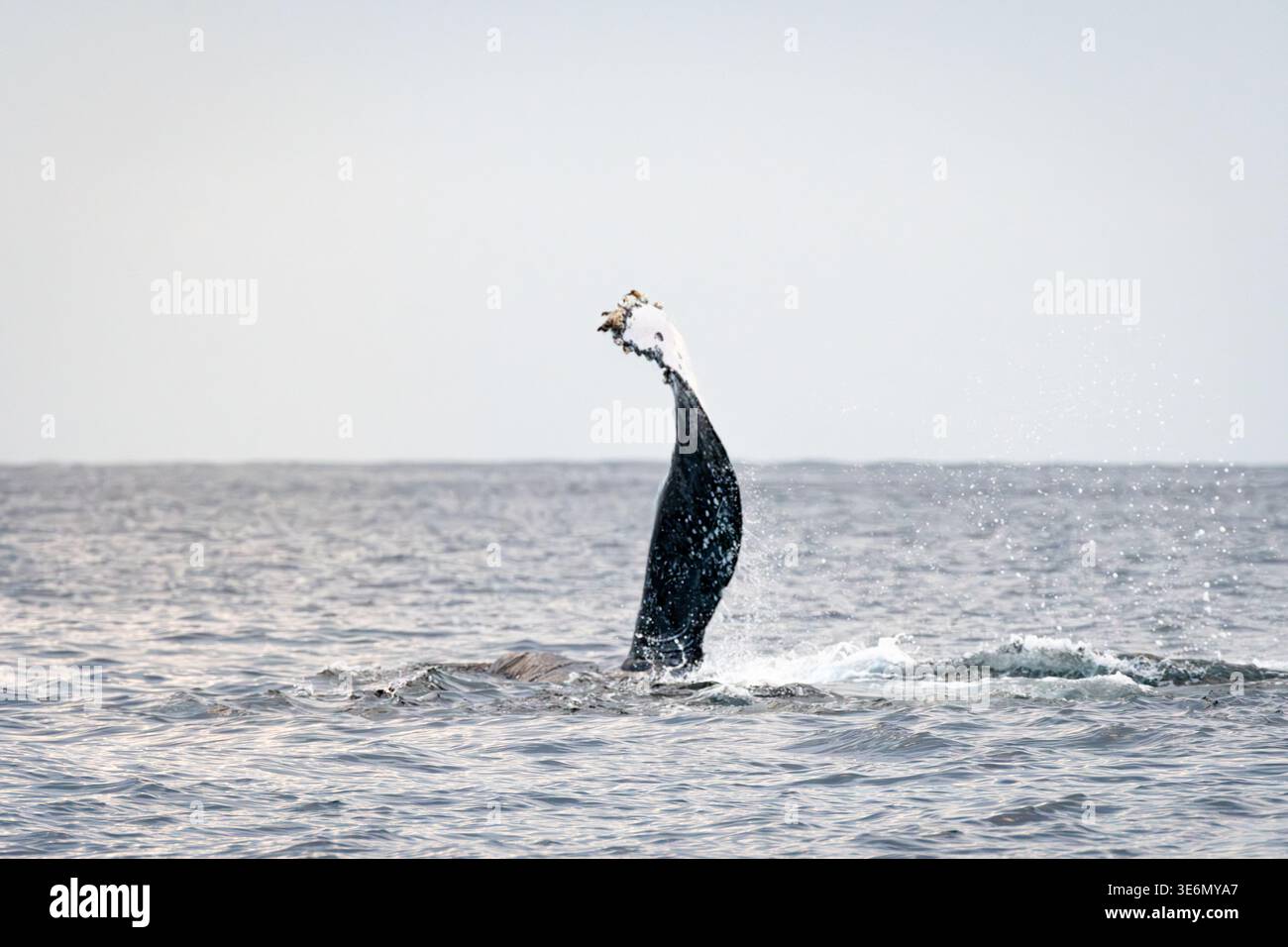 Une baleine à bosse soulève et gifle sa nageoire pectorale contre la surface de l'océan, un affichage comportemental commun utilisé pour la communication et l'interaction. Banque D'Images