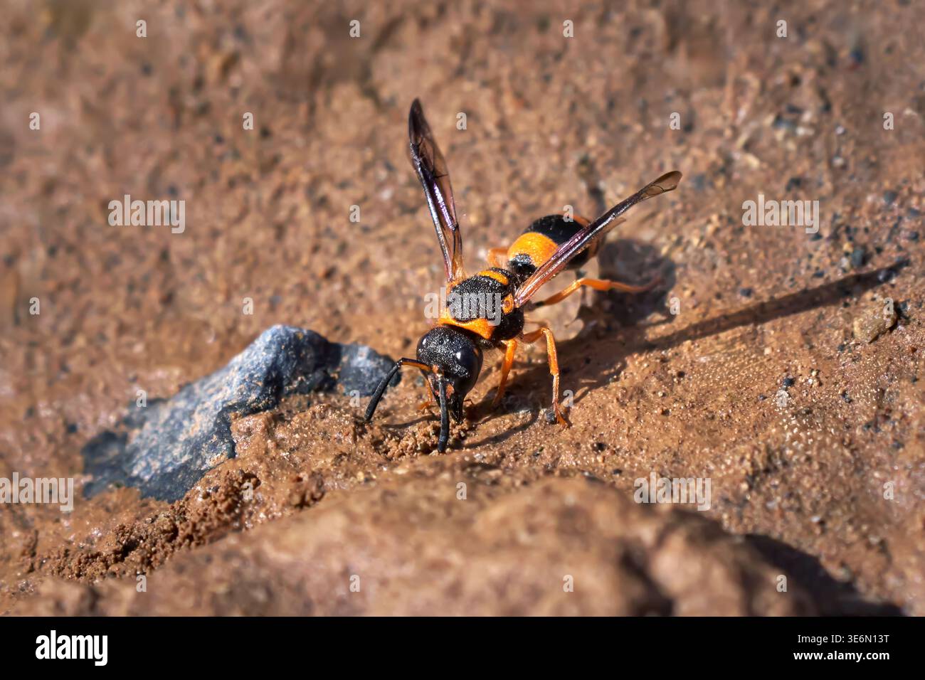 Ancistrocerus kerneri - guêpe vespide (Vespidae) vue de face sur sol brun Banque D'Images