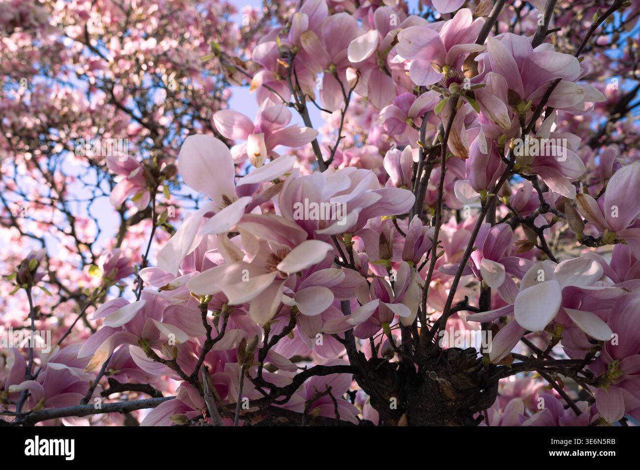 De beaux magnolia roses et blancs fleurissent dans les rues de Bucarest, Roumanie Banque D'Images