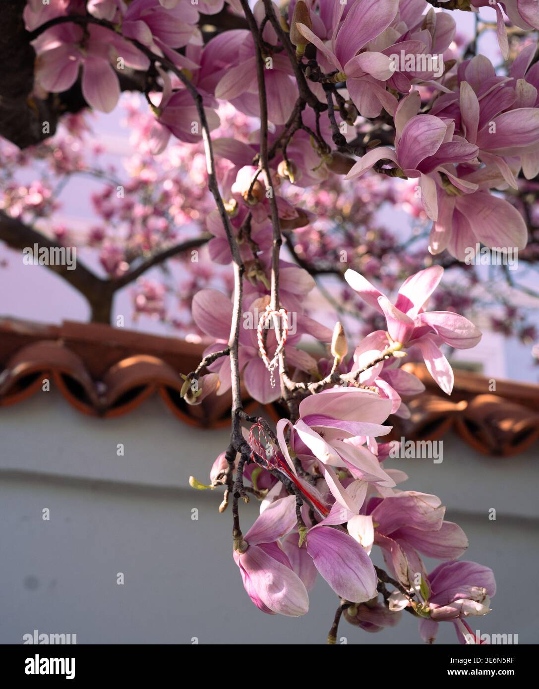 De beaux magnolia roses et blancs fleurissent dans les rues de Bucarest, Roumanie Banque D'Images