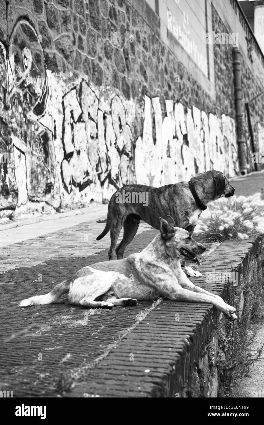 Deux chiens de rue reposant sur Un mur de briques à côté de Graffiti à Valparaíso, Chili Banque D'Images