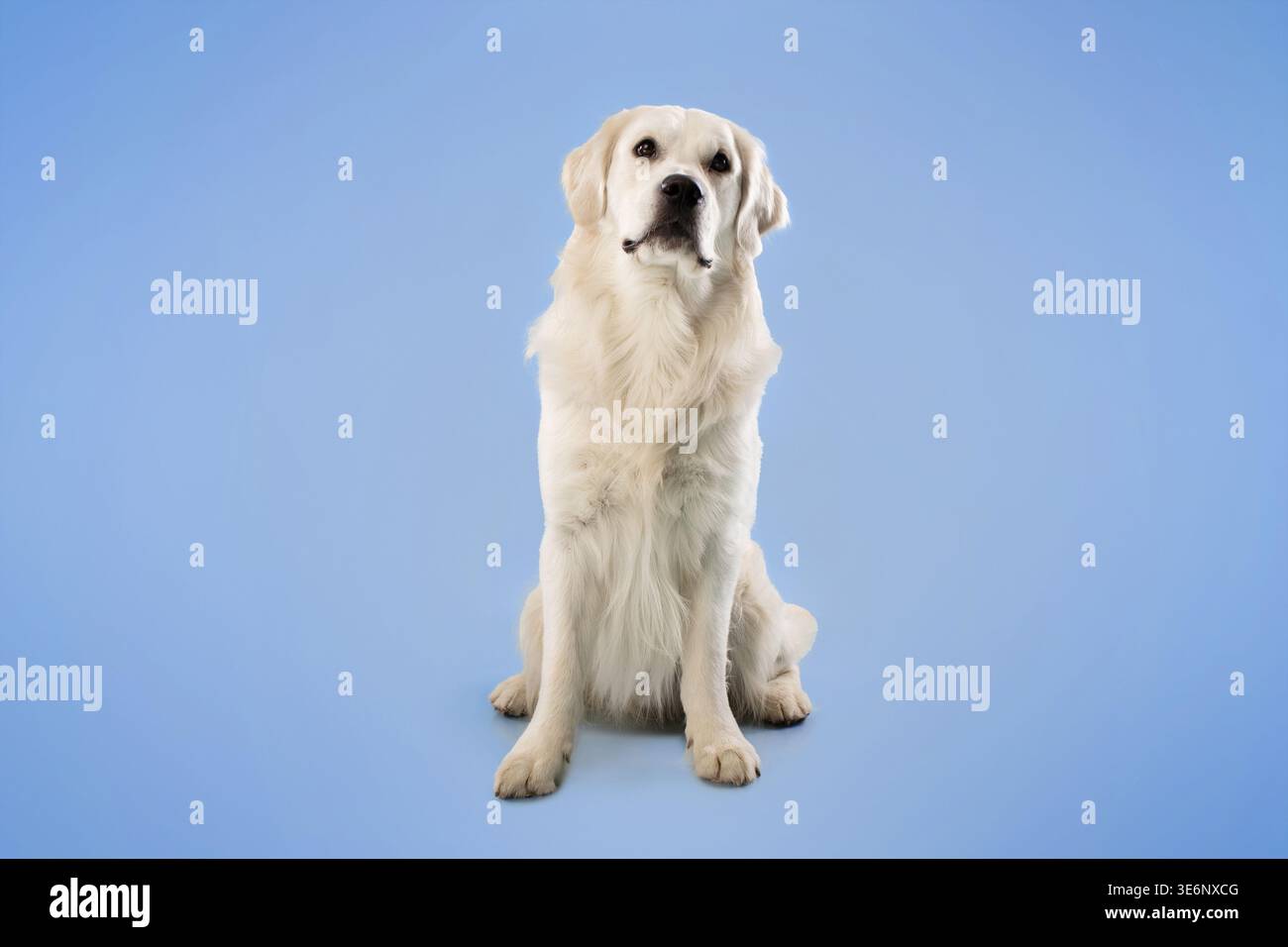 Golden Retriever assis sur un fond bleu, regardant la caméra avec Calm expression Banque D'Images