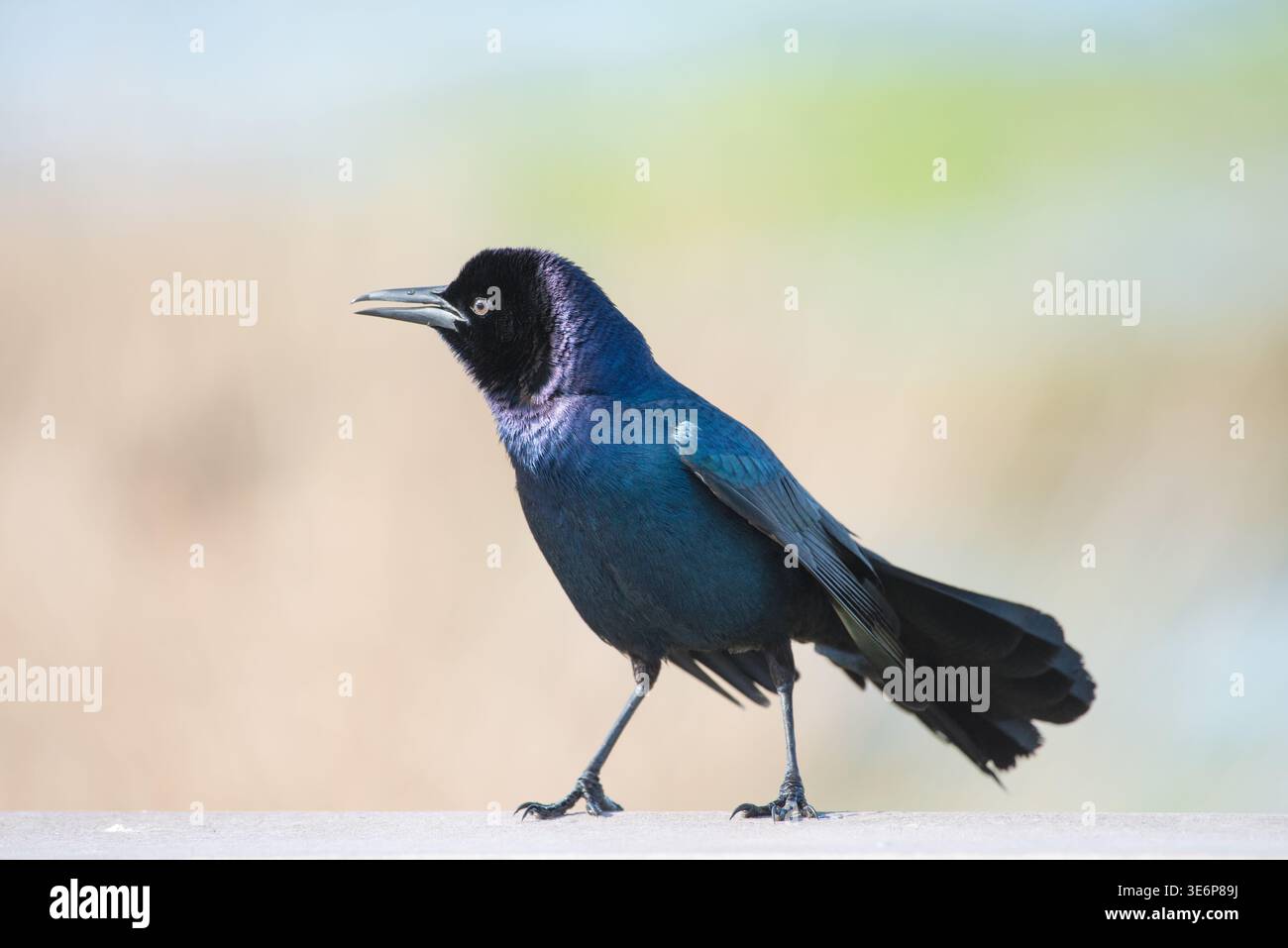 Une vue latérale colorée d'un craquelin à queue mâle avec bouche ouverte, Sarasota Audubon Celery Fields, Floride, États-Unis Banque D'Images