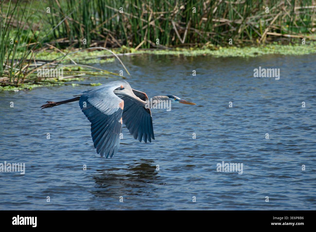 Un grand héron bleu glisse au-dessus de l'eau avec ses ailes déployées vers le bas, Sarasota Audubon Celery Fields, Floride, USA Banque D'Images